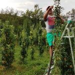 Par columnar Coloana Infinitului