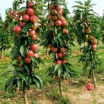 Mar columnar Telamon / M 26