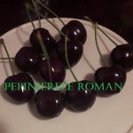 Hibrid Amar Daria /Gisella 5