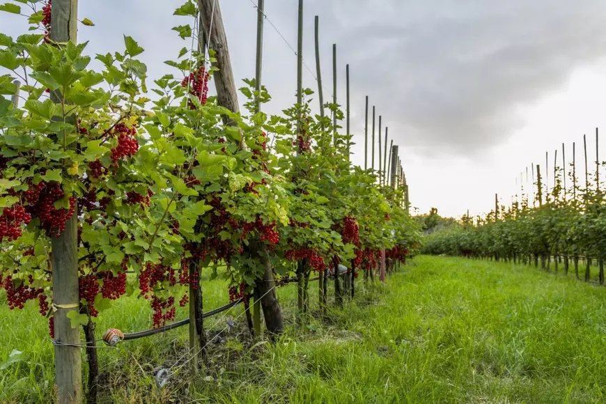 coacaz-rosu-plantare-1024×683-1.webp coacaz-rosu-plantare-1024×683-1.webp